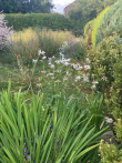 Wildlife Garden