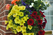 Entry for Hanging Basket