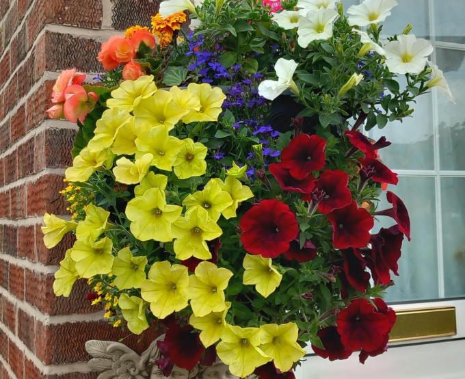 Entry for Hanging Basket