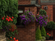 Best Hanging Basket - Clayside, Westrum Lane