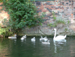 A family of Swans