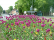 Brigg in Bloom