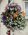 Hanging Basket Entry